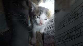 Cat Kutty New Born Kutty Trick