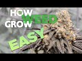 How to grow weed easy complete guide for beginners  indoor cannabis  2023 updated
