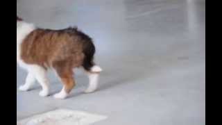 Sheltie Puppies For Sale