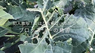 動画で家庭菜園 犯人激写 やはりお前だったか ブロッコリーの鳥害 ｈ29 12 28 Youtube