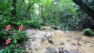 ジャングルの水辺では地面をよく見ろ