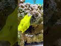 #pêcheàlacarpe #animaux #fishing #thon #pêcheenmer #fish #poisson #poissons #aquarium #crabes