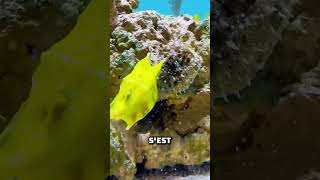 #pêcheàlacarpe #animaux #fishing #thon #pêcheenmer #fish #poisson #poissons #aquarium #crabes