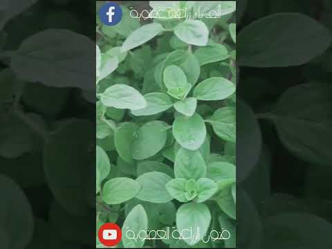 فيديو: زراعة الأوريجانو: تعلم كيفية زراعة الأوريجانو