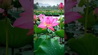 #DreamTrackAI meditative calm rain