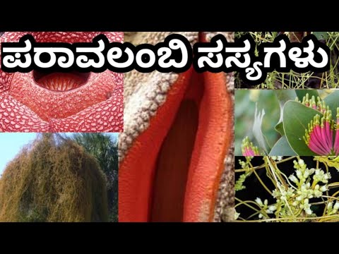 ಪರಾವಲಂಬಿ ಸಸ್ಯಗಳು/paravalambi sasya  in Kannada/parasites plants.