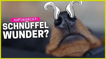 Wie hoch kann ein Hund riechen?