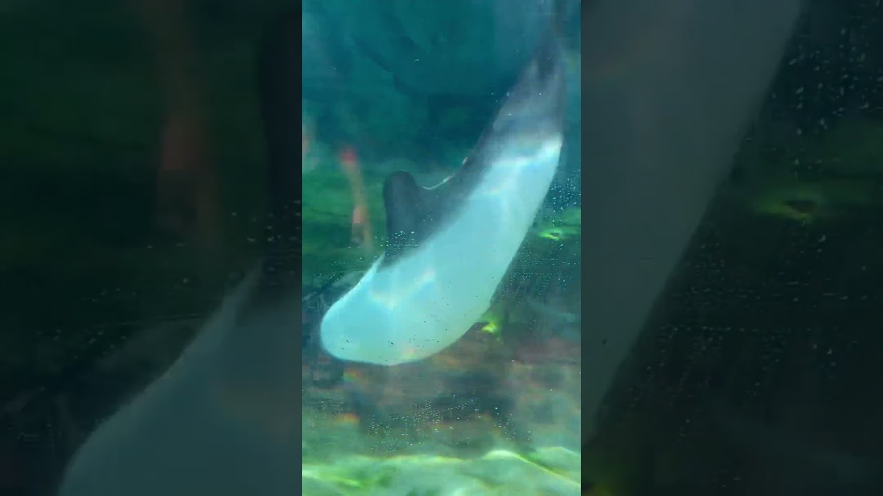 Sea World | Orlando Florida 