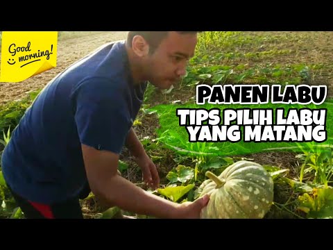 Video: Tips Memetik Labu - Cara Memilih Labu Untuk Halloween