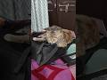 cute cat 😻#birdtrend #youtubeshorts #ytshorts #cat #cutecat #shorts #trending ##shortsfeed