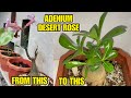 HOW TO MAKE MULTI- BRANCH ADENIUM | DESERT ROSE