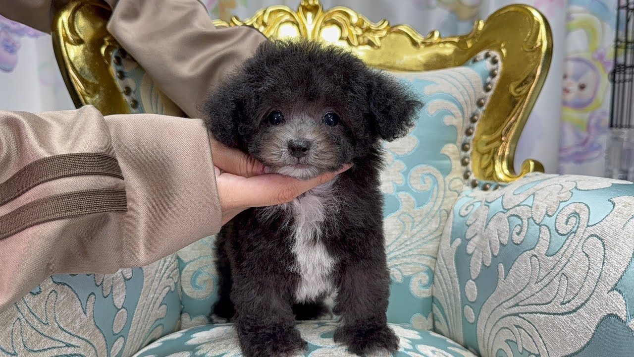 □Neneさま専用愛犬ちゃんティーカッププードルちゃんオーダー □Neneさま専用愛犬ちゃんティーカッププードルちゃんオーダー