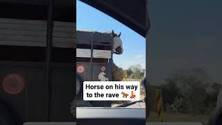 Coolest Horse! #Memes #Viral #Shortsvideo #Shorts #Music #Housemusic #Rave #Techno #Techhouse #Fyp