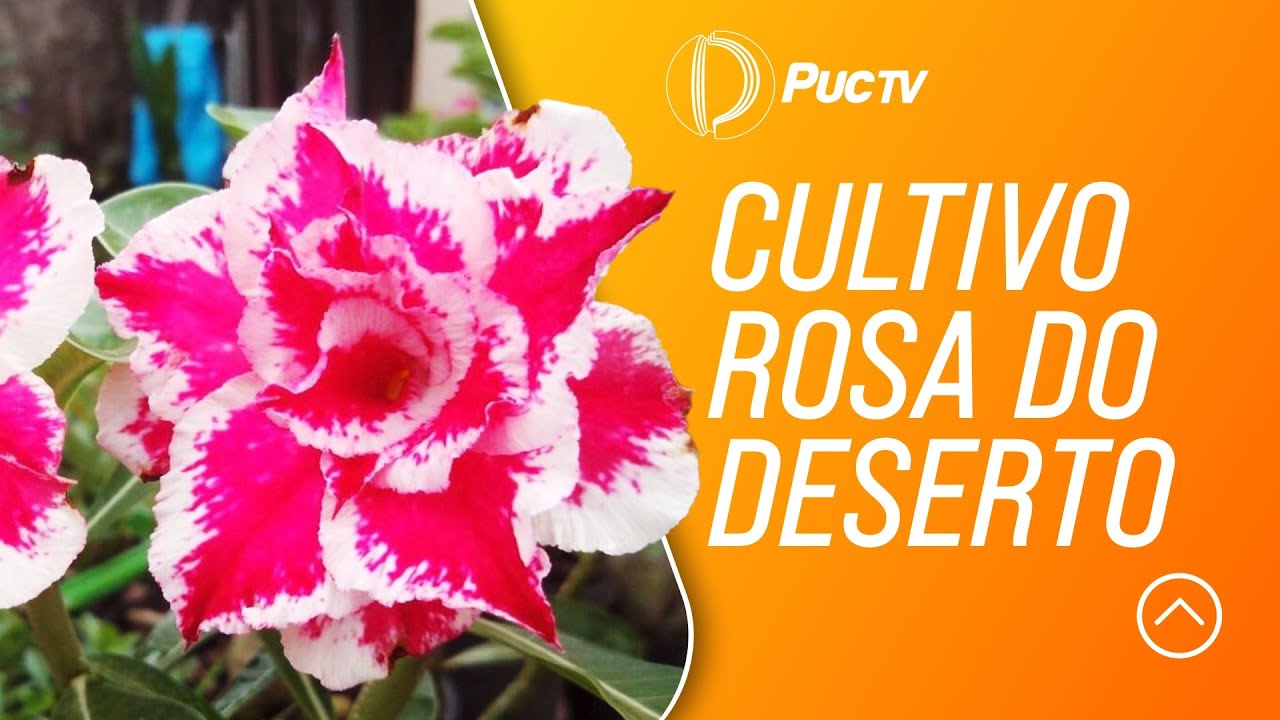 Cultivo Rosa do deserto - thptnganamst.edu.vn