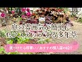 【ガーデニング🌸春の庭づくり】庭に変化を生み出し🌿おしゃれな雰囲気を演出してくれるおすすめ購入苗の紹介