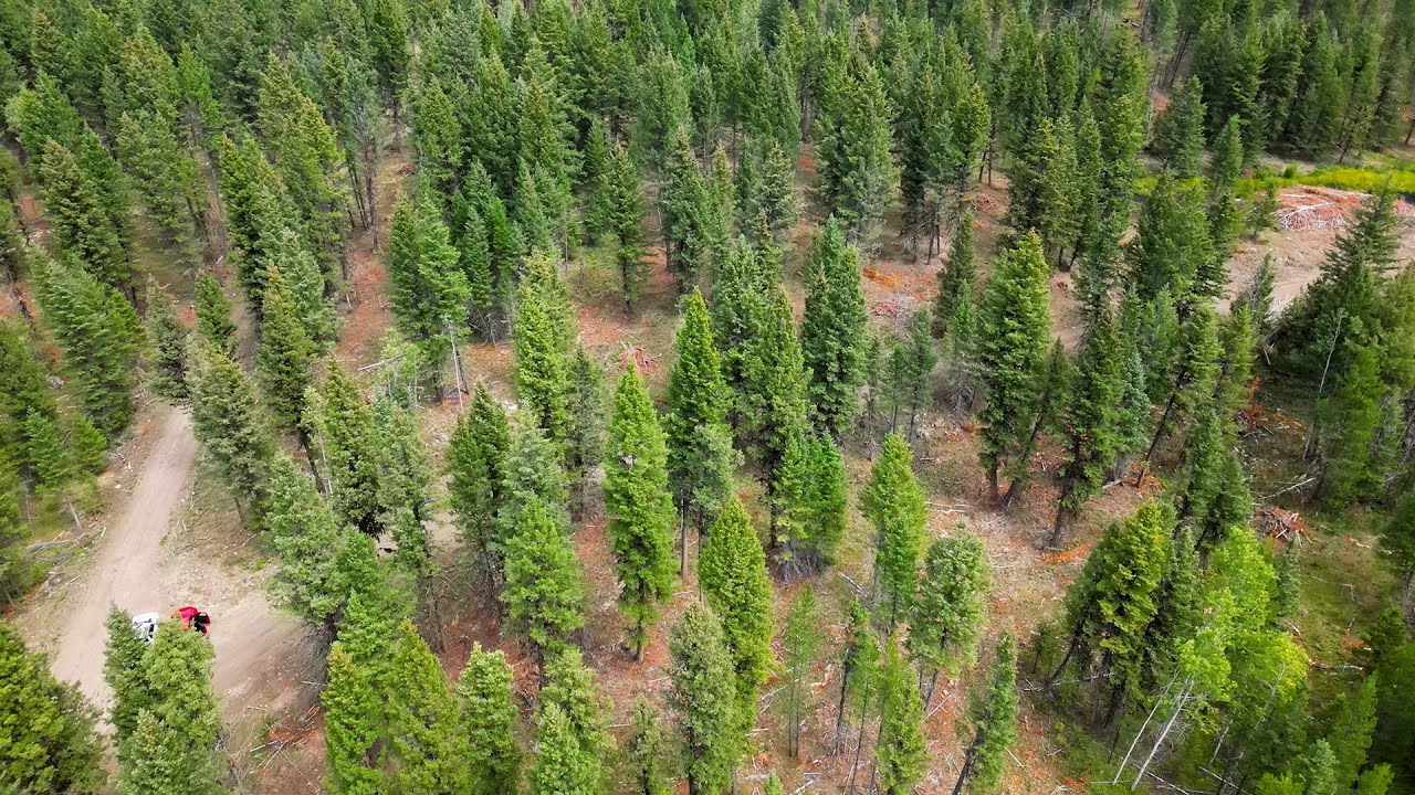 interior-douglas-fir-forest-stewardship-part-3-fuel-and-fire