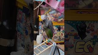 parrot 3개월된 막내 회색앵무새 와 코뉴어 나비친구