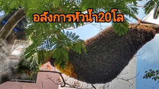 "BIG BEE HIVE" #ตีผึ้งหลวงรังใหญ่ สุดยอดหัวน้ำหวาน20โล ดุสุดๆต่อยยับ /รามอินทรา