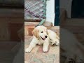 golden smaty dog 💀