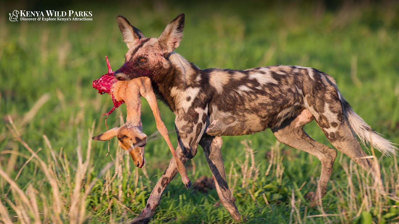 What Makes African Wild Dog Such a Successful Hunter?