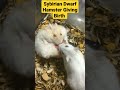 Sybirian Dwarf Hamster Giving Birth Shorts Trending Hamsterbreeding SybirianGivingBirth Viral