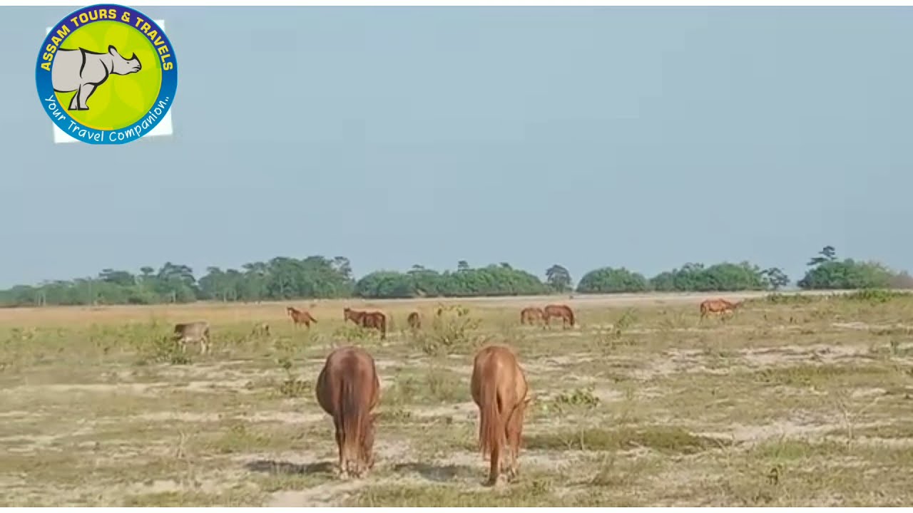 Feral Horse in Jorhat |  