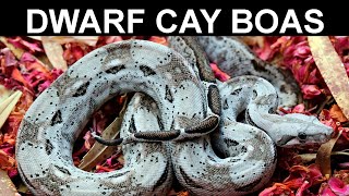 Crawl Cay and Caulker Cay Boas Compared: Dwarf Island Boa Constrictor Keeping and Breeding Tips!