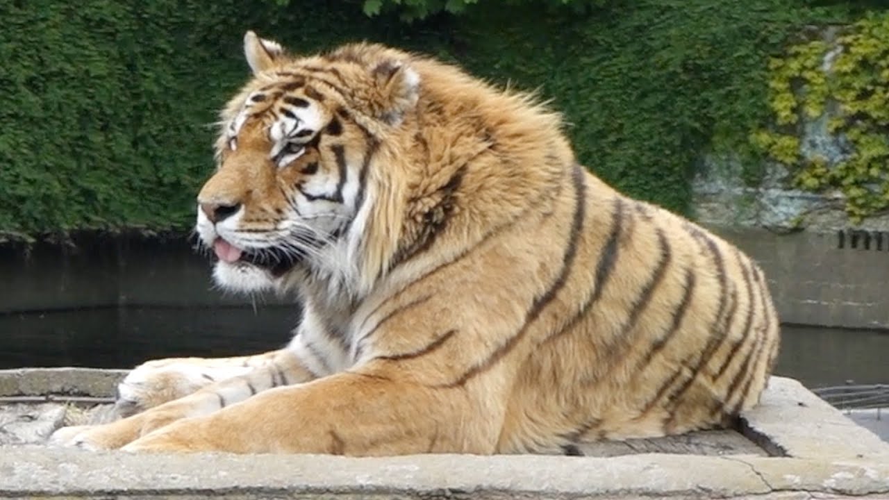 Bellewaerde Park Bengal express on-ride 2015.  :)