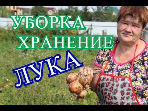 Советы по Уборке и Хранению Лука. (30.07.16)