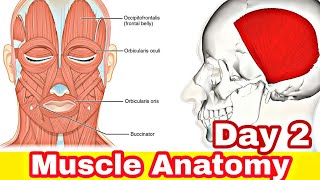 Musclestemporoparietalis Orbicularis Oculineuroanatomyexam Oriented