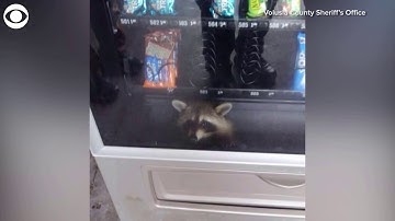 Florida police catch raccoon trying to rob a vending machine