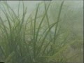 Studland bay underwater film of seagrass just off the beach 3 aug 11