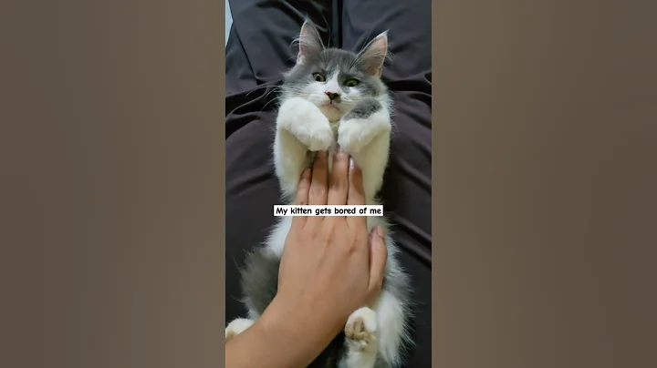Watch the video about My cats get bored of me #cat #shorts #funny #cute