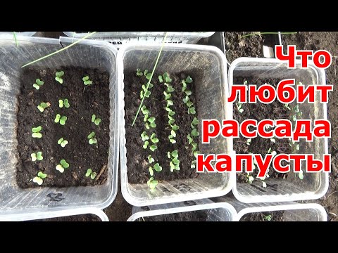 Посев капусты для рассады. Температурный режим для здоровой и крепкой рассады капусты. Сорта на 2023