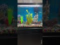 Take a break and watch some fish