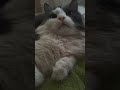 Я сильный #cat #веселыекоты #прикольныекоты #кот #котики #красиваякошка #котик #моякошка