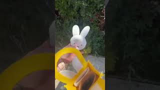 Joyeuses Pques  Partie 2 Pour Voir La Chasse Aux ufs De Mes Chiens  chien animal pques