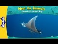 Meet The Animals 10 Manta Ray Wild Animals Little Fox Animated Stories For Kids 