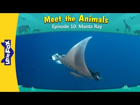 Meet the Animals  | Manta Ray | Wild Animals | Little Fox | Animated Stories for Kids