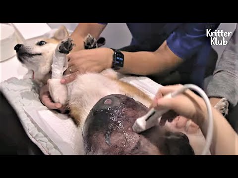 Vídeo: Orelhas rasgadas em um cão