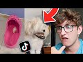 Strangest dog tiktoks reaction