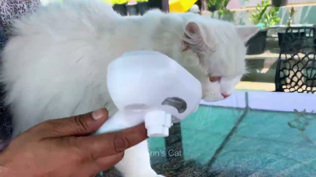 Cats De Shedding ✂ innaiku yaraiyum vidakudathu
