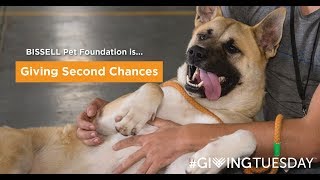 BISSELL Pet Foundation is Giving Second Chances