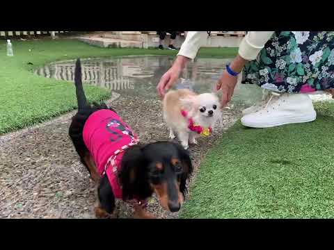 ドギーズアイランドのじゃぶじゃぶ池でじゃぶじゃぶしまちた🐶🎀
