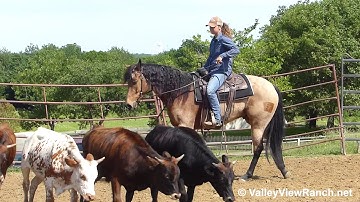 Laceys Major Cutter - working cows #1! - ValleyViewRanch.net