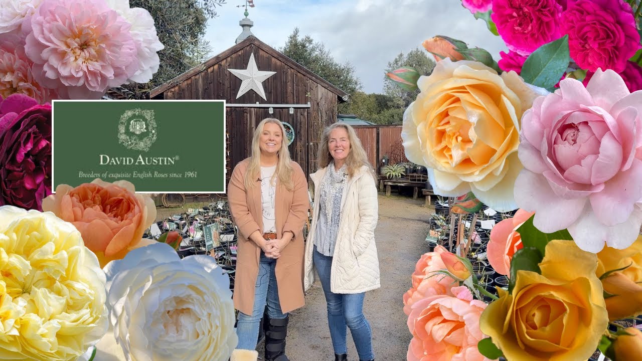 A Deep Dive into David Austin Roses! 🌹🌹🌹 :: Fionuala Takes Us Through Her Faves!