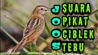 Suara pikat ciblek tebu sangat ampuh