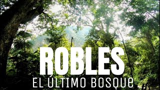 CHICAQUE - el ULTIMO BOSQUE cerca de BOGOTA Parque chicaque soacha