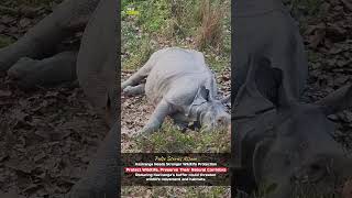 Kaziranga Buffer Reduction Raises Wildlife Concerns 🐘🌿 #assam #assamnews #kaziranganationalpark