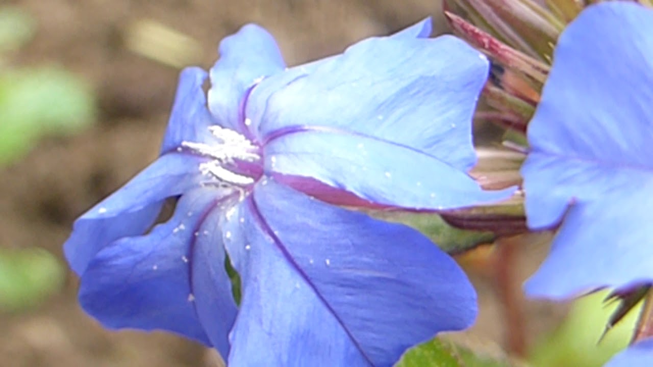 Plumbago - Ceratostigma willmottianum -   Blárunni - Dvergrunnar - Garðplöntur